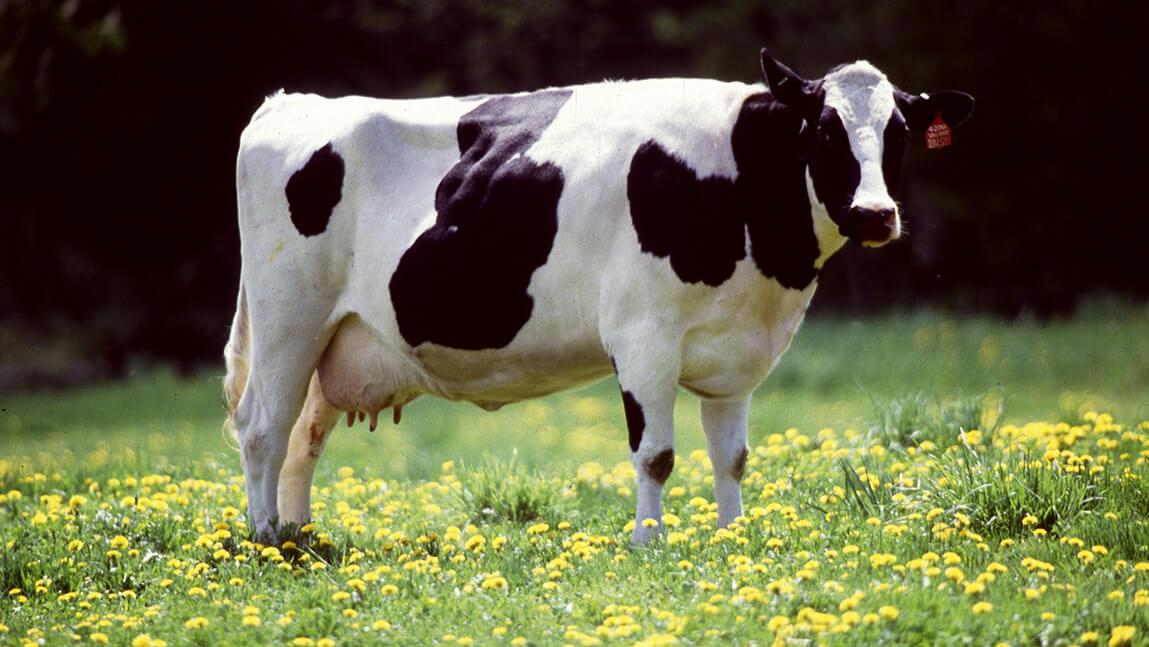 Holstein cow in a field