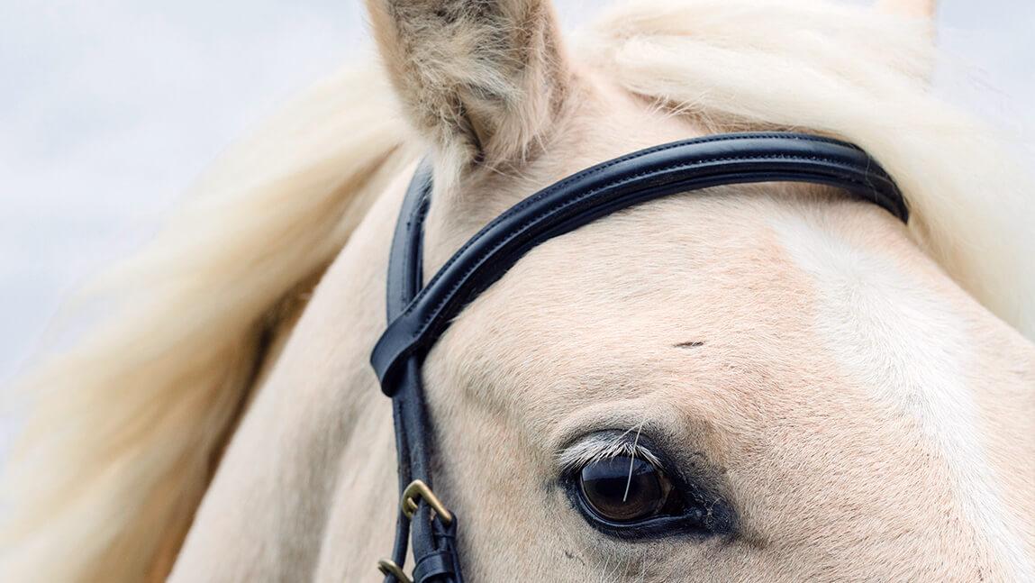 Closeup of a white horse's face