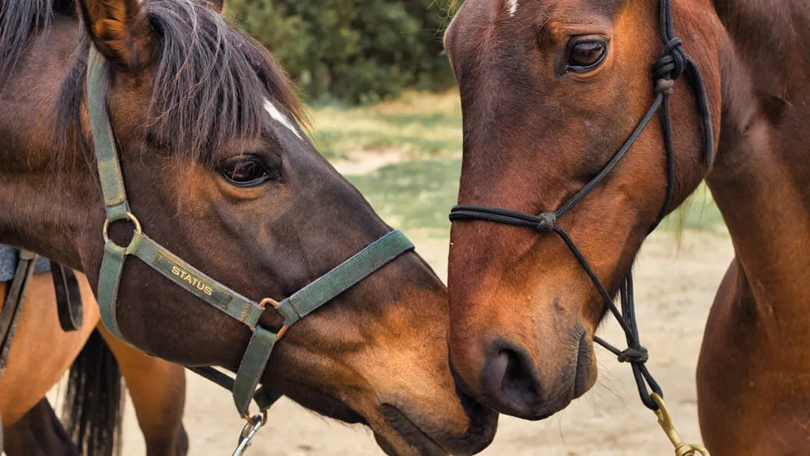 Two horses