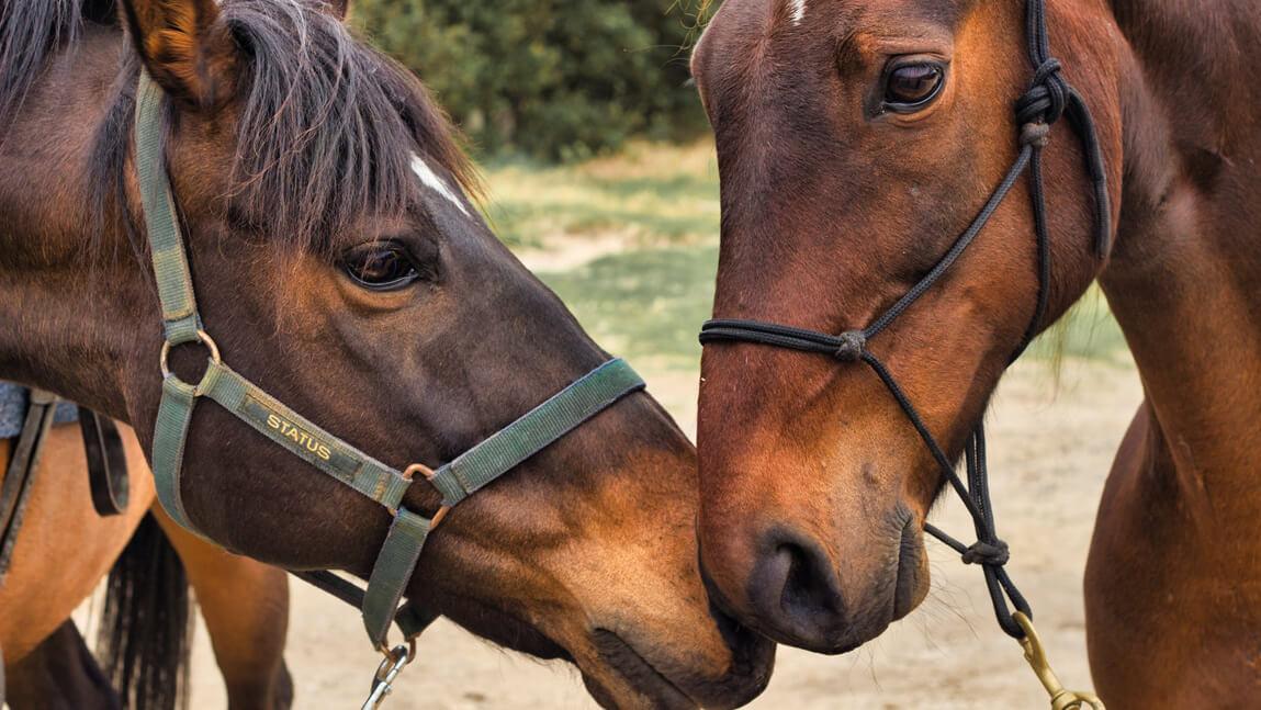 Two horses
