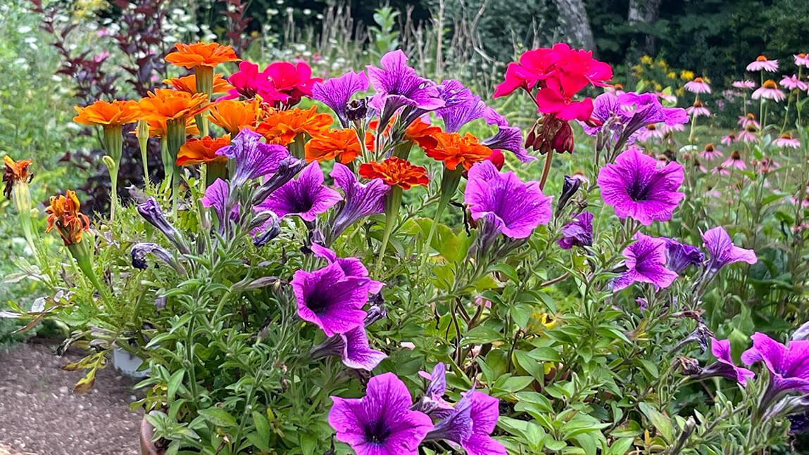 a bed of colorful flowers