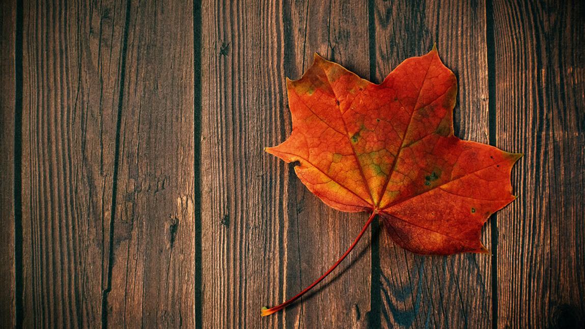 A red maple leaf on a dark wood deck