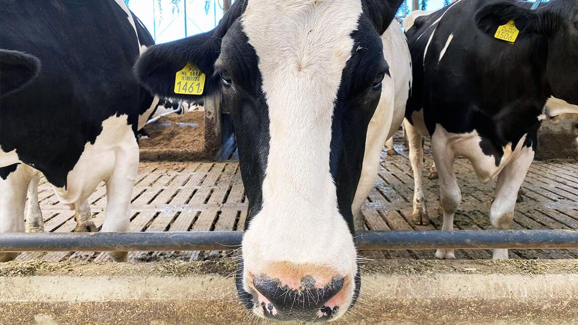 three cows