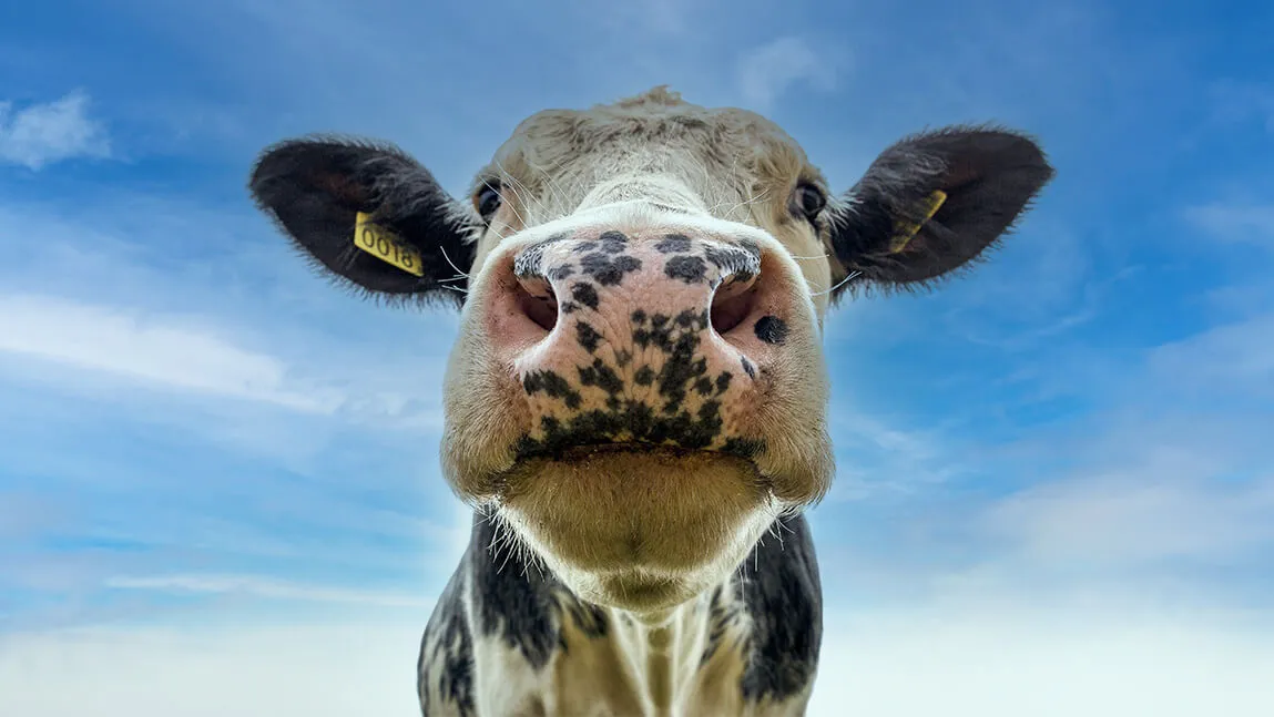 Cow looking at the camera