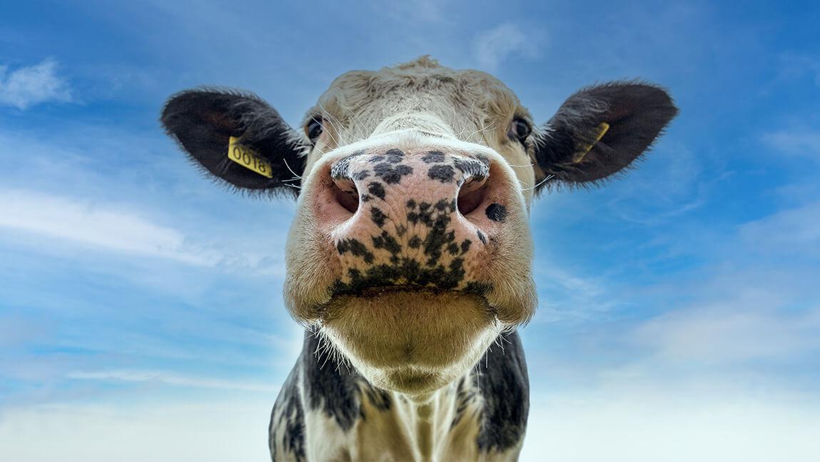 Cow looking at the camera