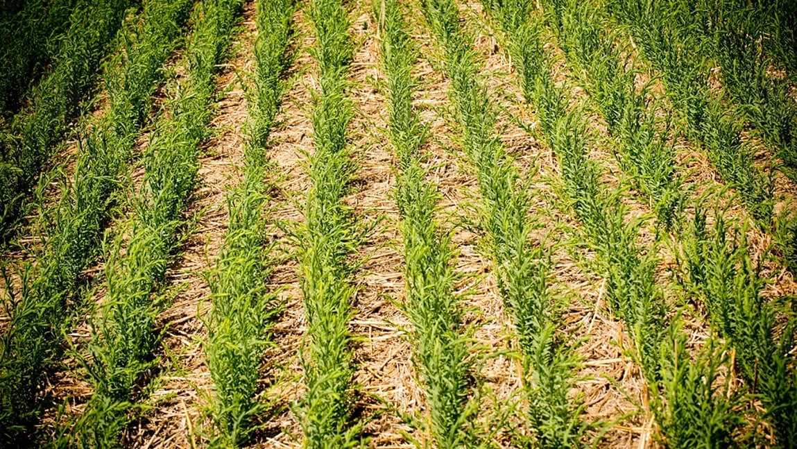 cover crops in neat rows