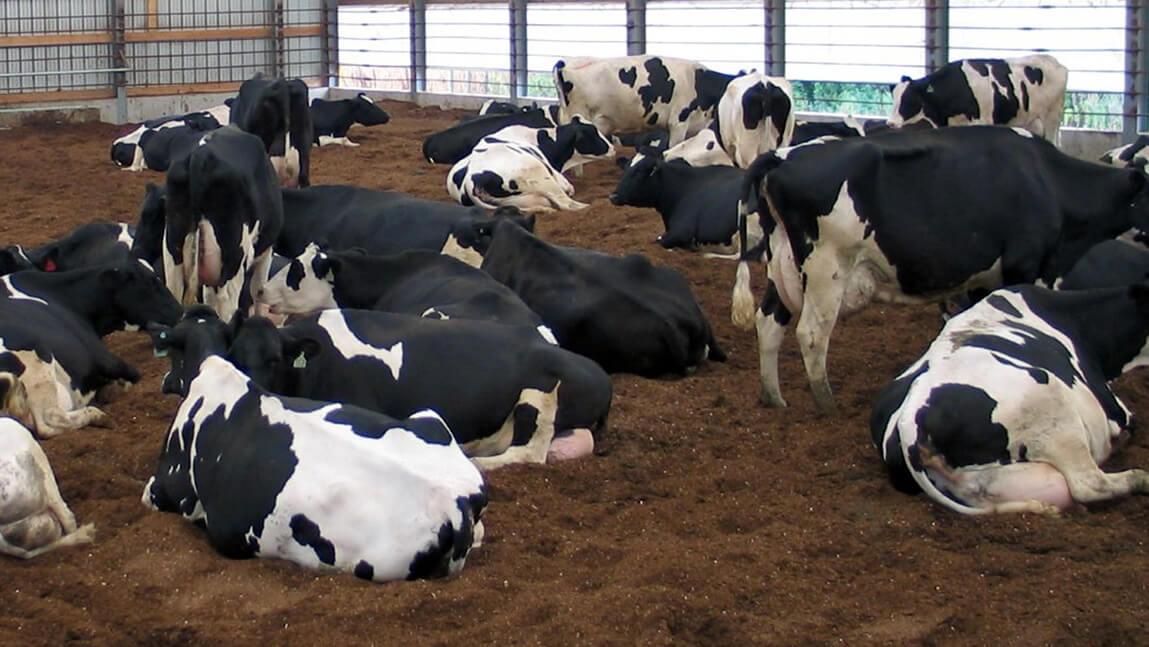 cows laying on bedded pack