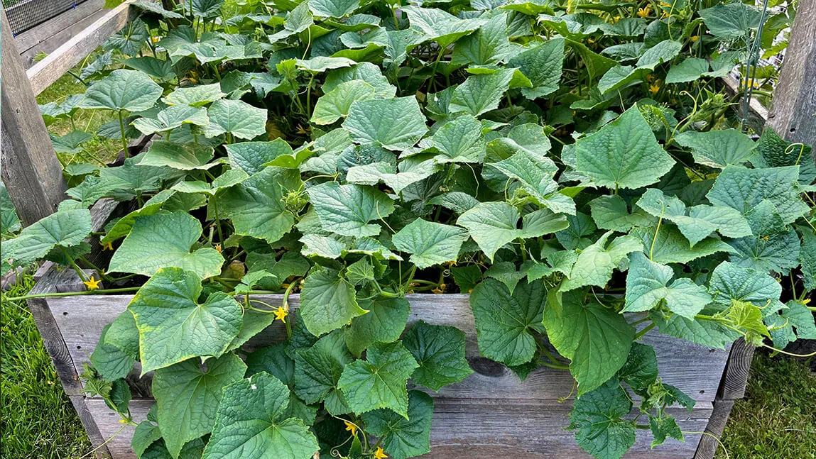 Array
