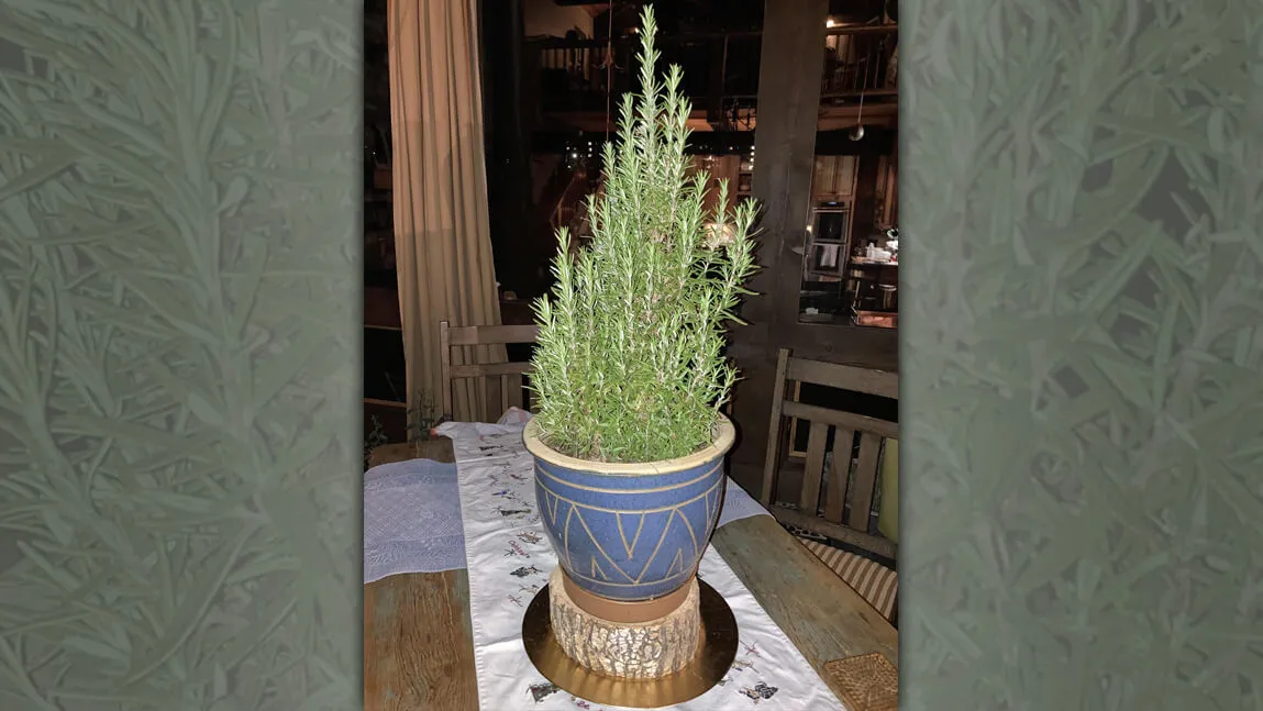 Potted rosemary on a table