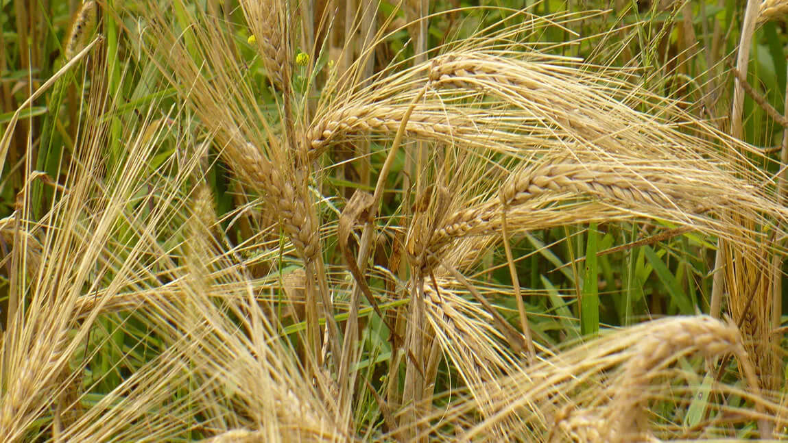 closeup of rye in a field