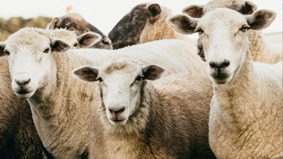 Sheep looking at the camera