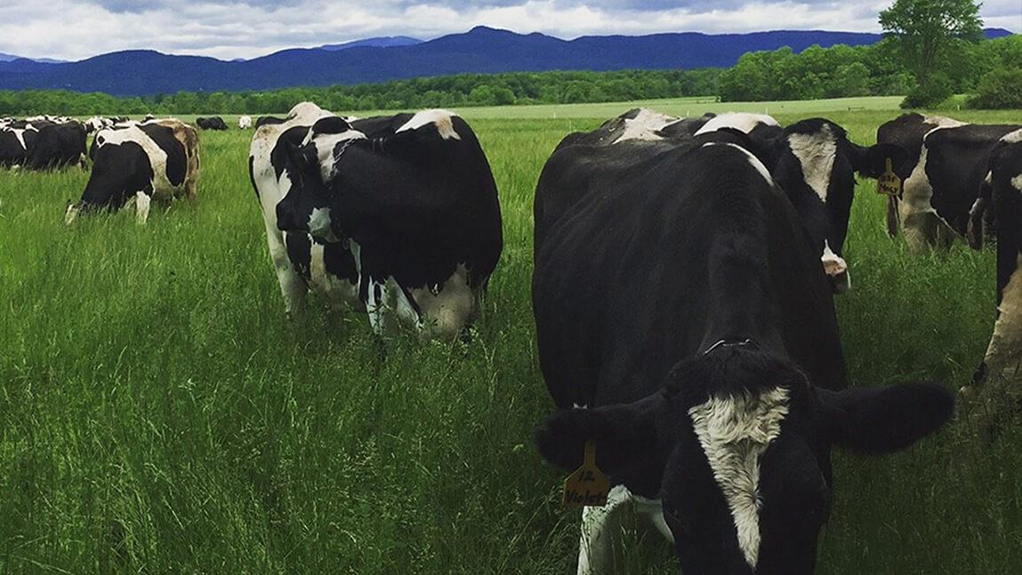 a group of black and white cows grazing in a large green field