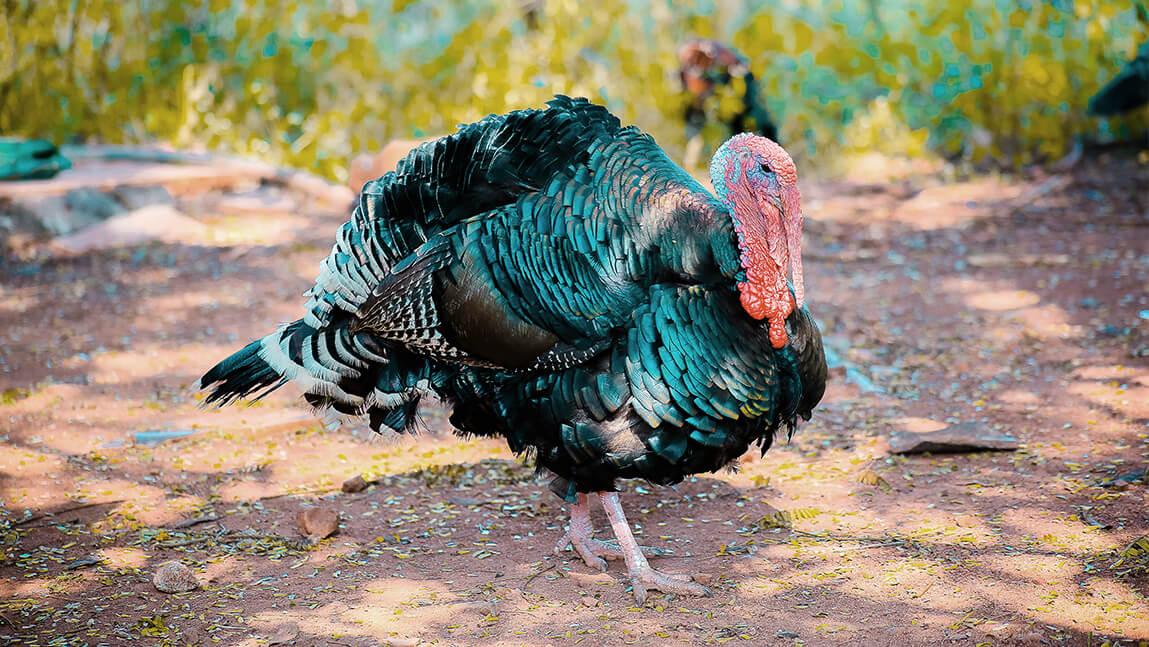 close-up of a turkey
