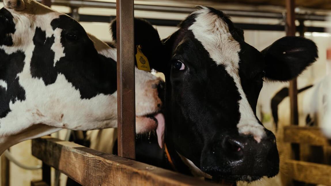 two cows in a barn