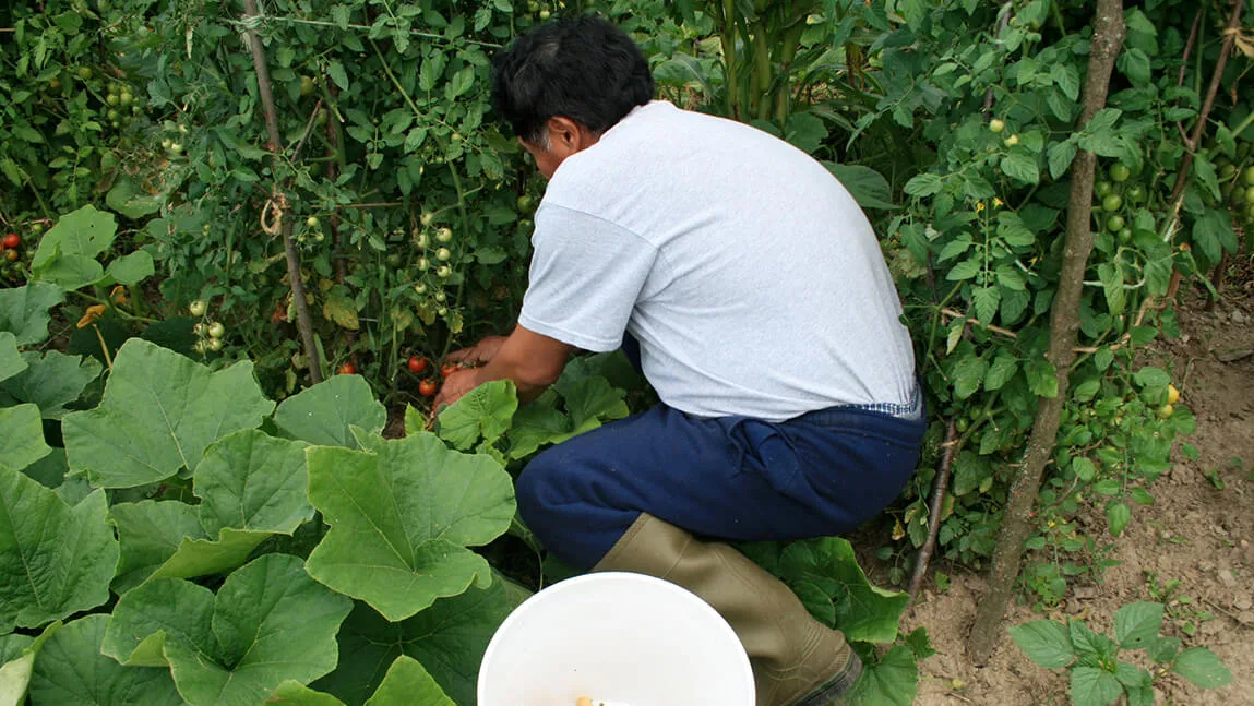 worker picking tomatoes