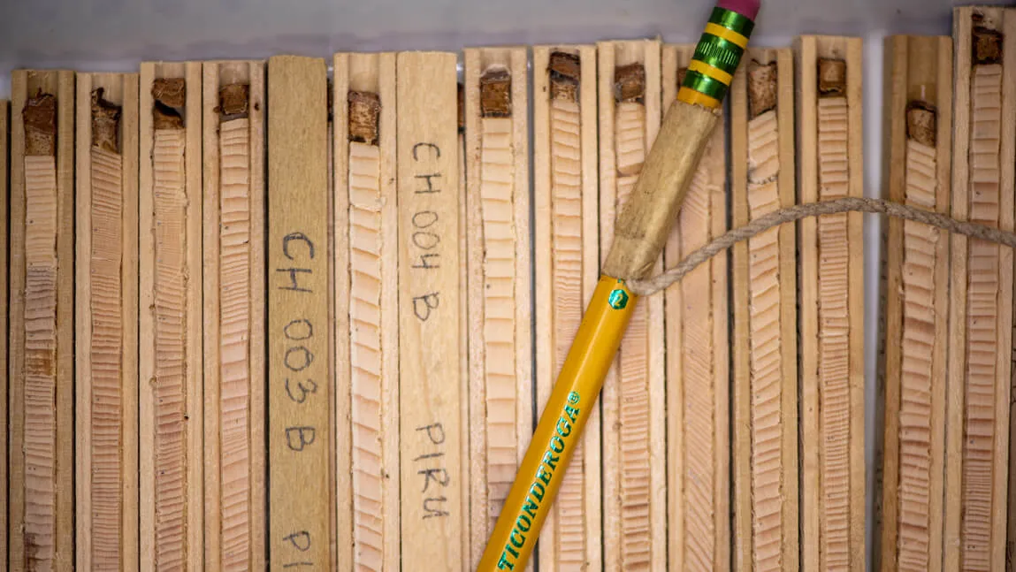 Samples of tree cores against a standard wooden pencil for scale.
