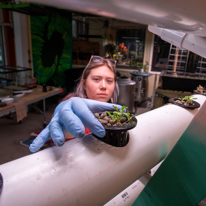 A student examines plant growth in a lab.