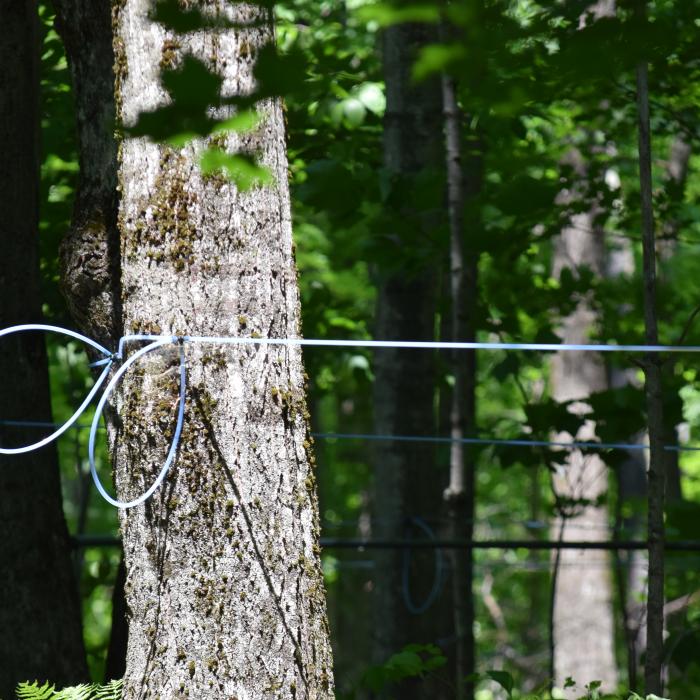 maple sap taps