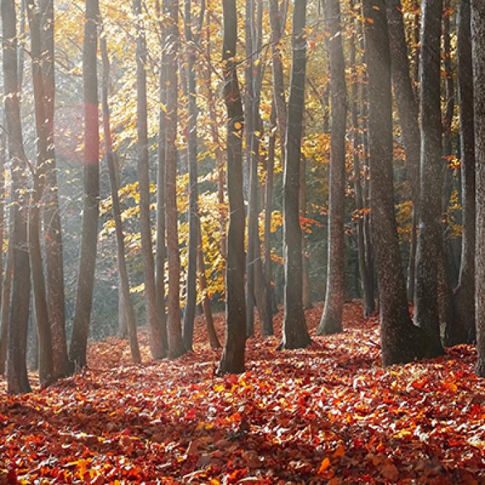 Dawn sunlight through colorful maple trees in the fall