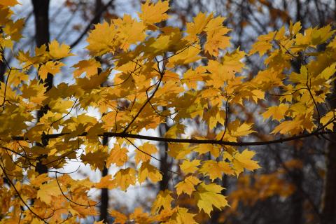 maple leaves in fall