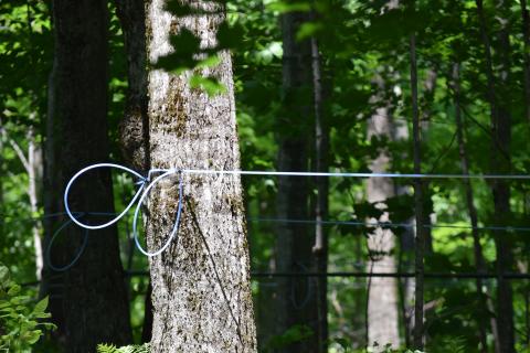 maple sap taps