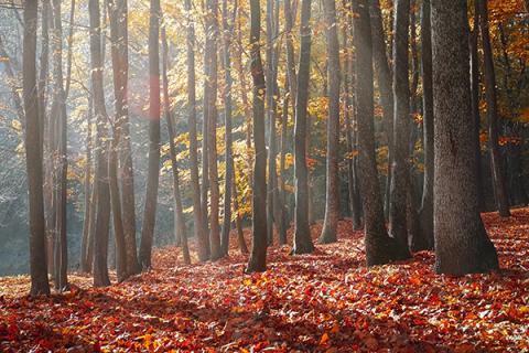 Dawn sunlight through colorful maple trees in the fall