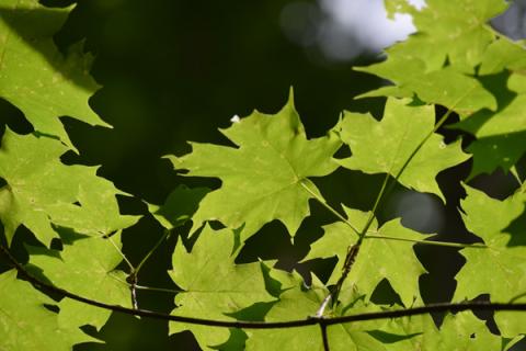 Green maple leaves