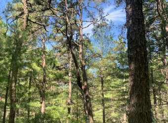 Image of MA State Lands