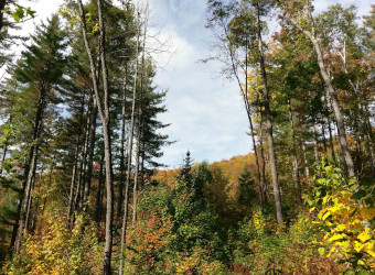 Image of VT Northeast Kingdom