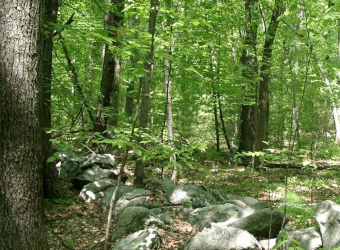 Image of Northeast Temparate Inventory Forests