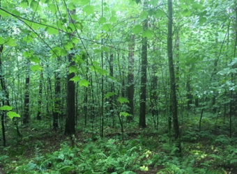 Image of VT Shaw Mountain