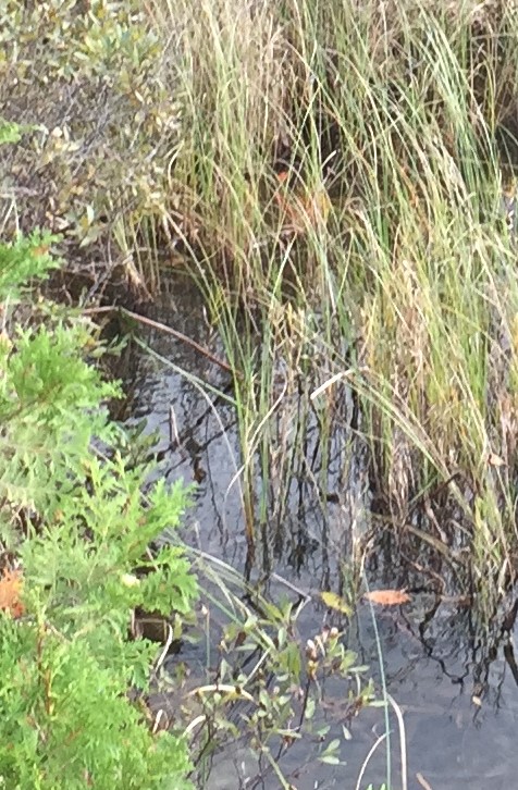 Main page image for Percent Cover of Vascular Plants and Bryophytes Rooted in Vernal Pools