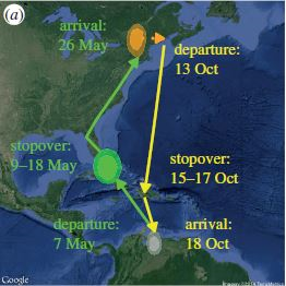 Flight trajectory of male Blackpoll Warbler #2540-59026, banded and fitted with a geolocator on Mt. Mansfield on 8 June 2013, recovered on 8 July 2014. Its geolocator data revealed that it left Mansfield and flew east to the Maine or New Brunswick coast, then struck out over the Atlantic Ocean on 13 October, making landfall on Hispaniola 2+ days later, resting and refueling on the island an additional 2 days, then arriving in either northern Colombia or Venezuela on 18 October. Its non-stop flight covered an estimated 2750 km in 64 hours (from DeLuca et al. 2015; Fig. 1a).