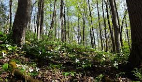 Stress and disturbance are natural components of forest ecosystem dynamics, but the severity and frequency of such events may alter competitive regimes.