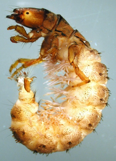 Parapsyche apicalis, a filter-feeding caddisfly seen here in its larval stage, is an indicator of good water quality.