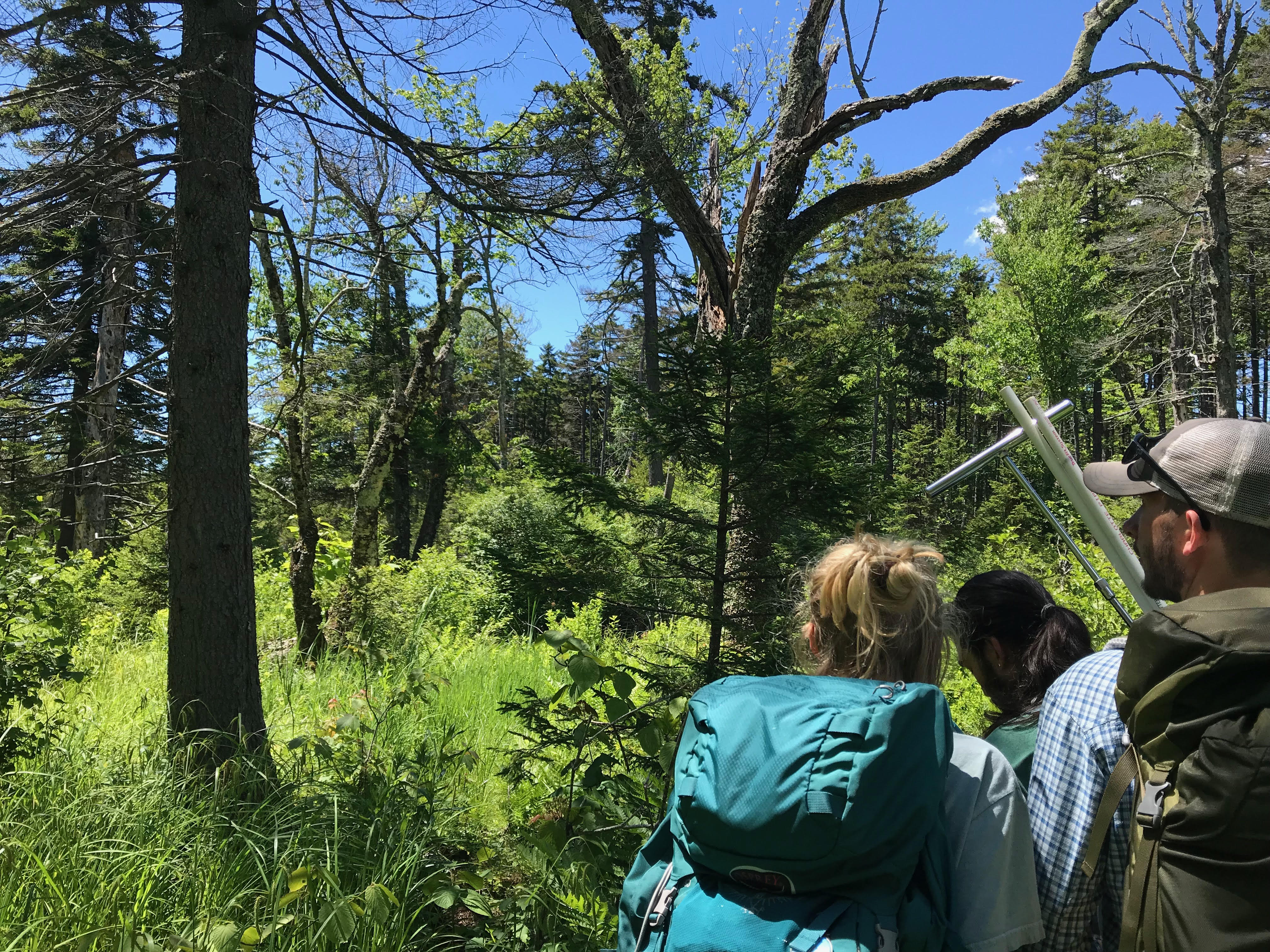 Balsam fir forest