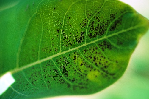 Ozone damage on Milkweed leaf.
