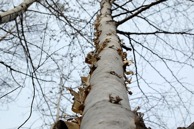 Long-term trends continue to show declining tree crown health for white ash and paper birch, while others species continue to remain stable. 2018 proved to be an impressive year for tree seedling regeneration across Vermont.