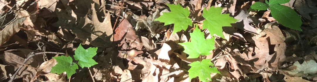 banner image of maple seedlings