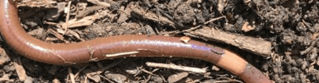 banner image of jumping worm