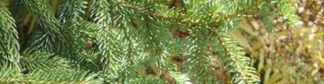 banner image of healthy red spruce foliage