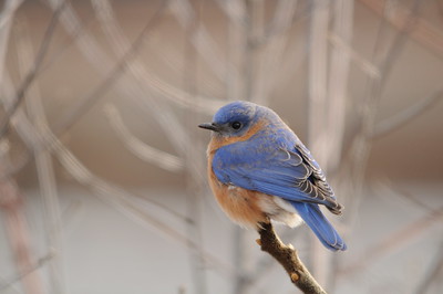 Thumbnail for An Assessment of the Impacts of Green Mountain Power Corporation’s Searsburg, Vermont, Wind Power Facility on Breeding and Migrating Birds