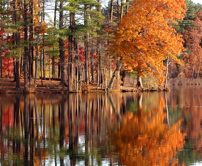 Thumbnail for Managing Forests within a Watershed: The Importance of Stewardship