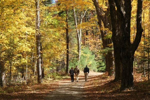 Thumbnail for Harvard Forest Symposium Abstract 2005: The Parcelization of Forests and Timber Harvest