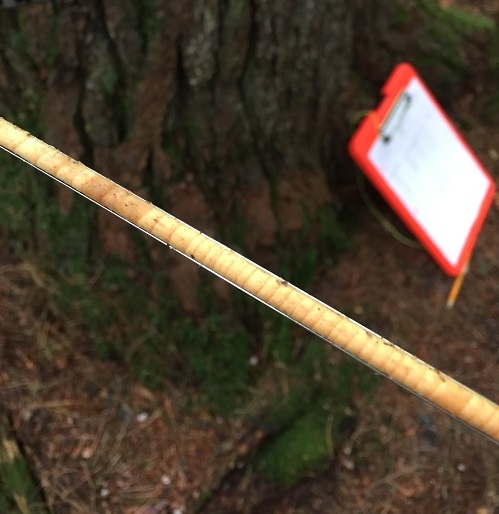 A tree core displayed in the field