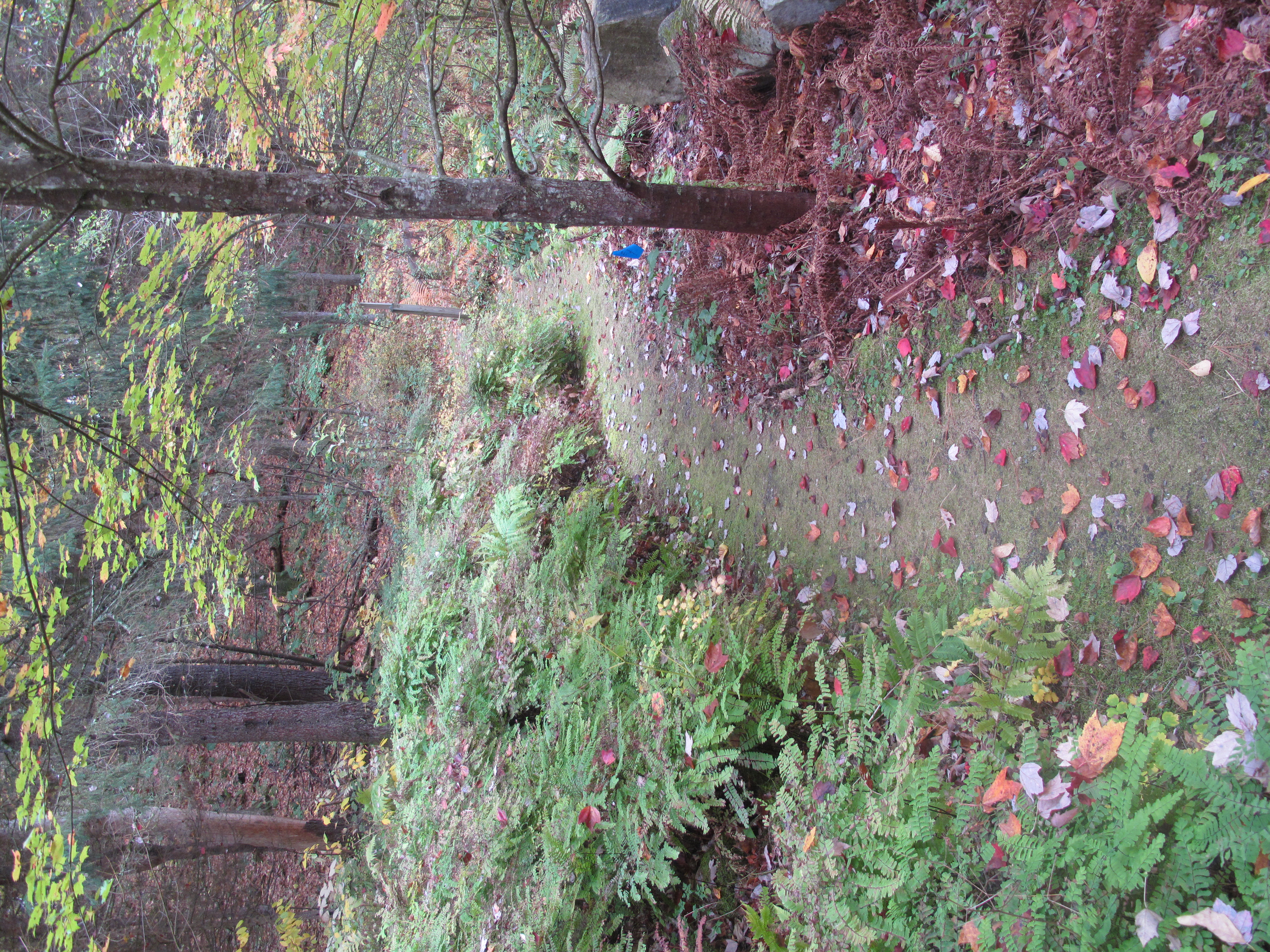 Image of trail in the woods with fallen autumn leaves.