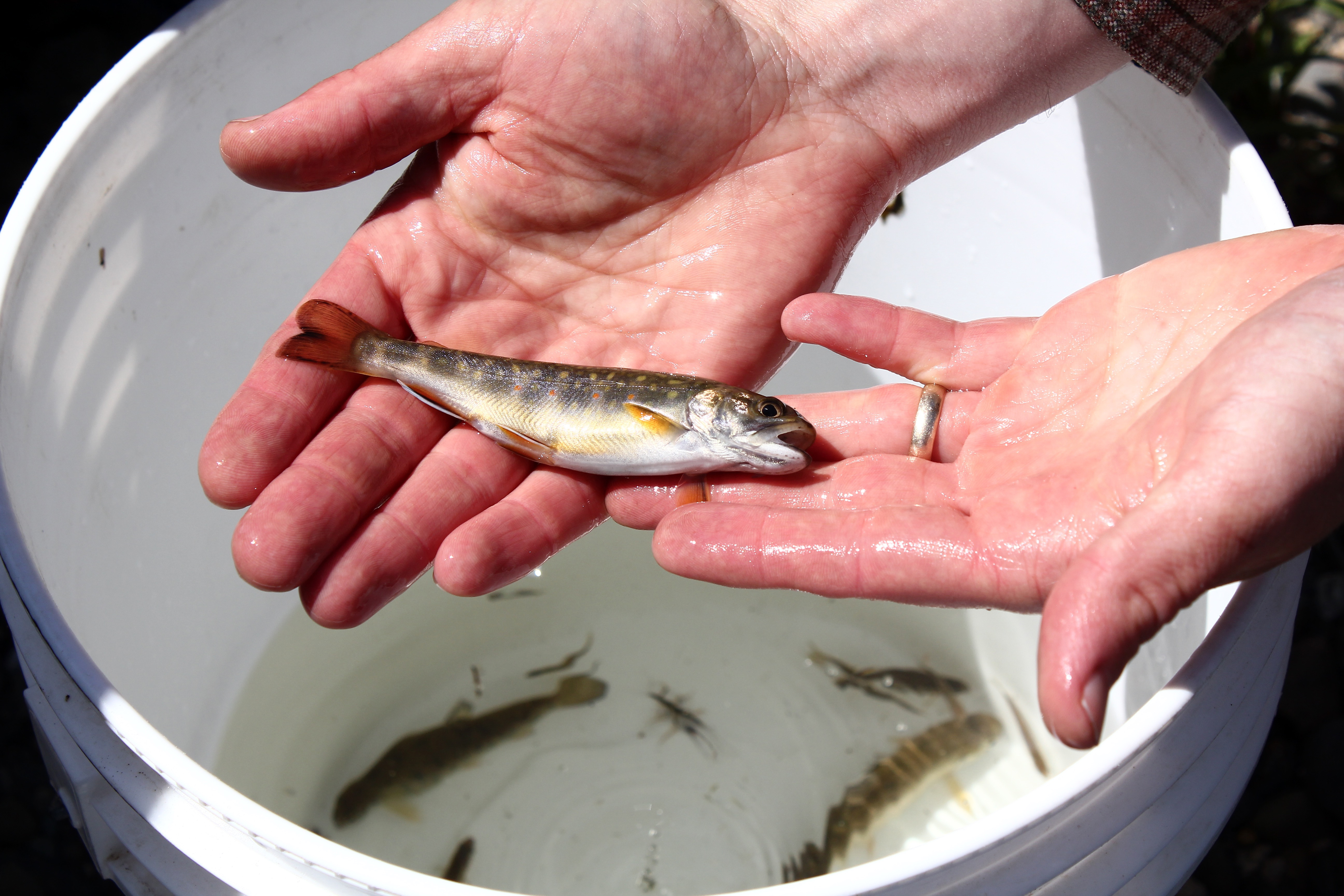 Main page image for Young of Year Brook Trout Abundance