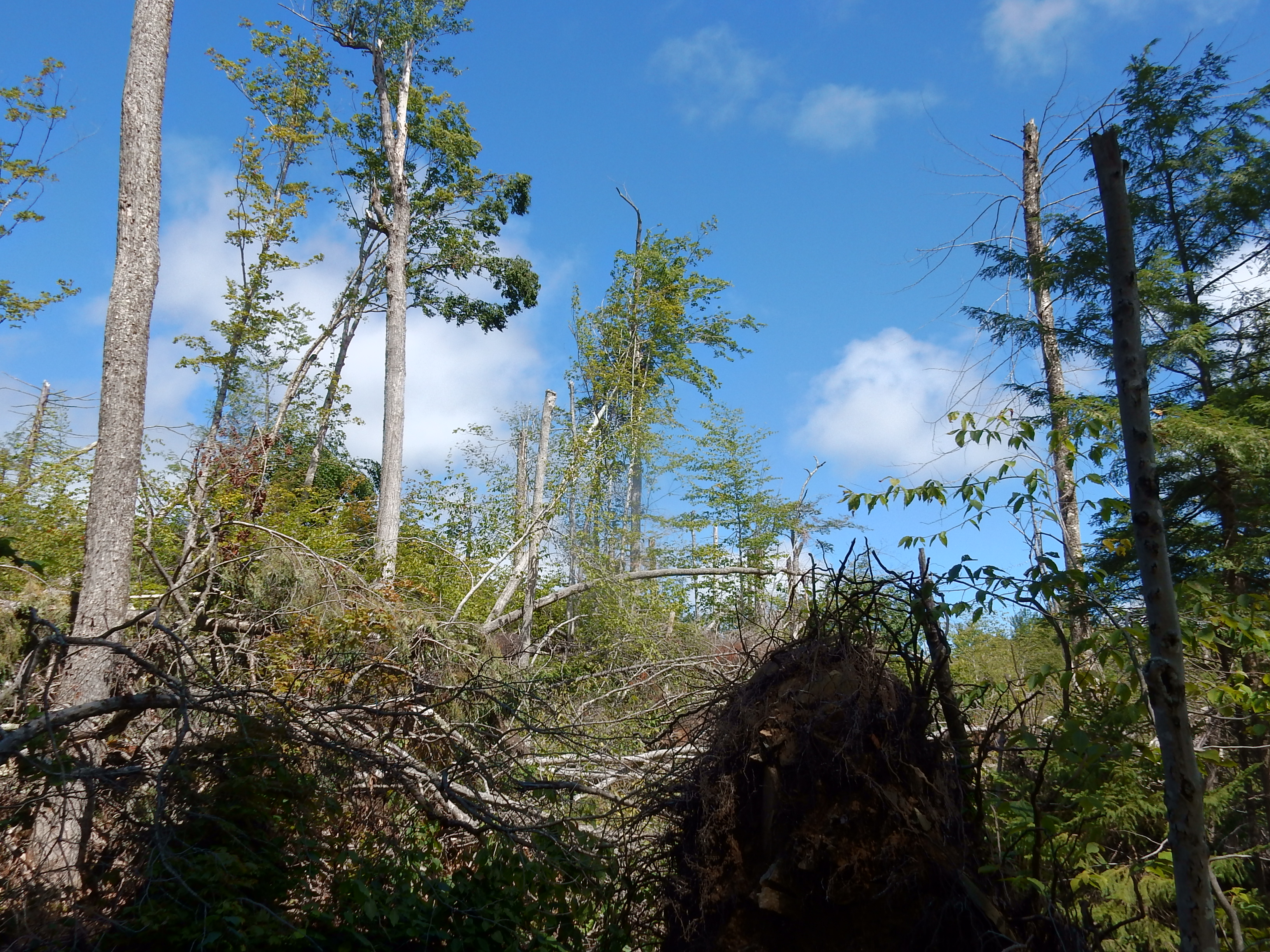 FEMC Project Wind Disturbance in Temperate Forests Overview