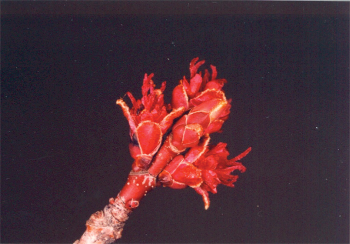 Main page image for Yearly Averages of Sugar Maple Bud Development Stages