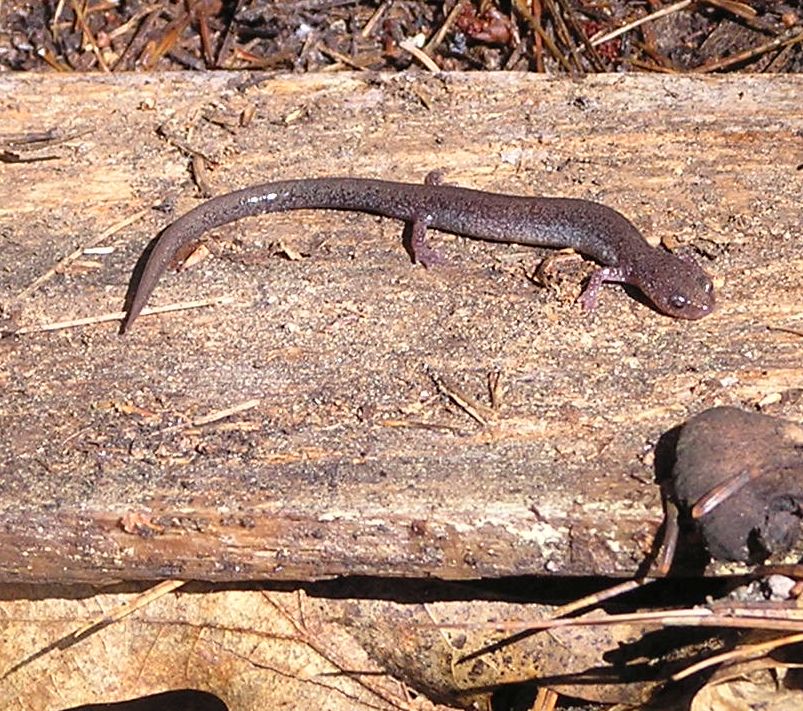 Main page image for Salamander Scanned Data